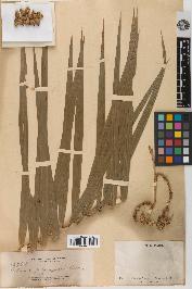 spécimen de Calamus pulgarensis