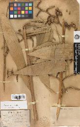 spécimen de Calamus palustris