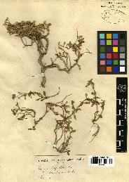 spécimen de Thymus serpyllum