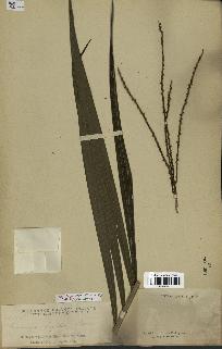 spécimen de Pinanga rigida