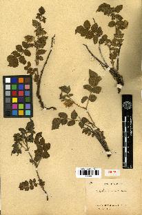 spécimen de Rubus lutescens