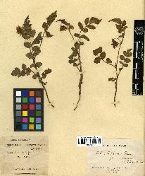 spécimen de Rubus lutescens