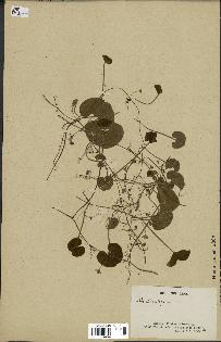 spécimen de Dichondra repens