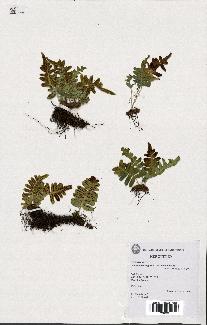 spécimen de Polypodium vulgare