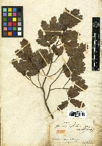 spécimen de Quercus infectoria