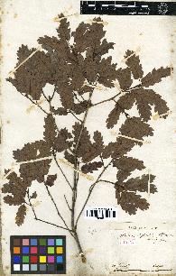 spécimen de Quercus infectoria