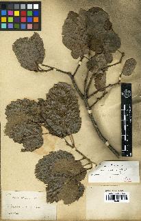 spécimen de Quercus ithaburensis