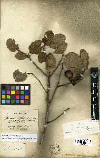 spécimen de Quercus ithaburensis