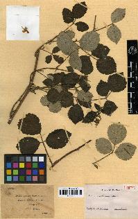 spécimen de Rubus idaeifolius