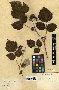 spécimen de Rubus idaeus