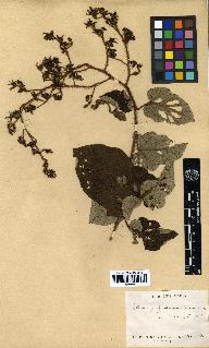 spécimen de Rubus polyadenus