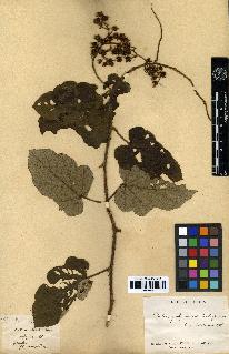 spécimen de Rubus polyadenus