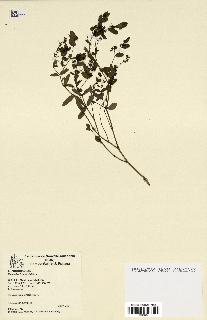 spécimen de Euphorbia hypericifolia