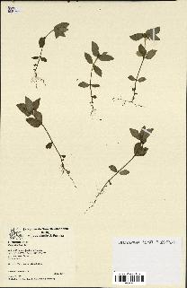 spécimen de Euphorbia hirta