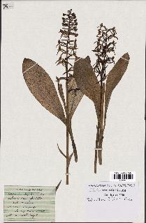 spécimen de Platanthera bifolia