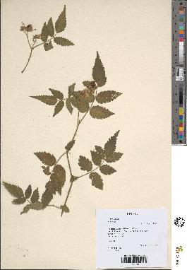 spécimen de Rubus sp.