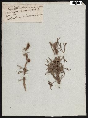 spécimen de Artemisia arborescens