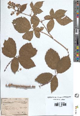 spécimen de Rubus villicaulis