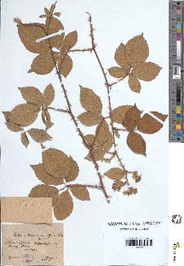 spécimen de Rubus villicaulis