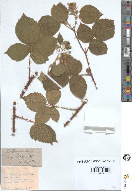 spécimen de Rubus villicaulis