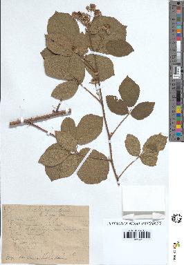 spécimen de Rubus villicaulis