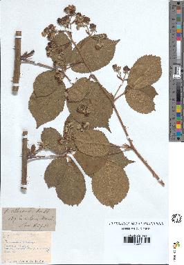 spécimen de Rubus villicaulis