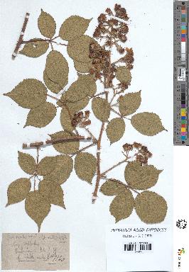 spécimen de Rubus villicaulis