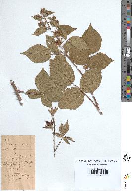 spécimen de Rubus villicaulis