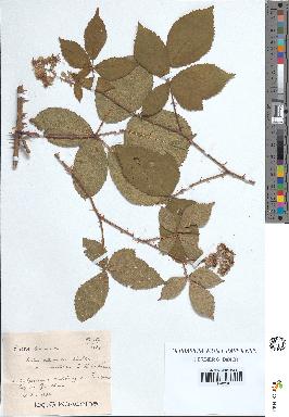 spécimen de Rubus villicaulis