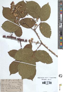 spécimen de Rubus villicaulis