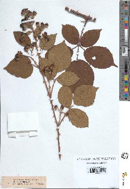 spécimen de Rubus villicaulis