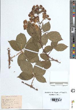 spécimen de Rubus villicaulis