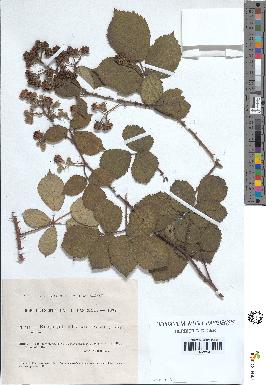 spécimen de Rubus villicaulis