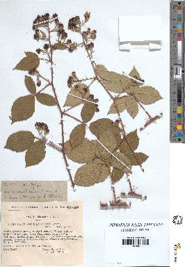 spécimen de Rubus villicaulis