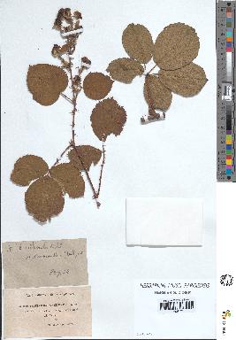 spécimen de Rubus villicaulis