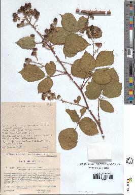 spécimen de Rubus villicaulis