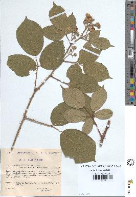 spécimen de Rubus villicaulis