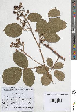 spécimen de Rubus silvaticus