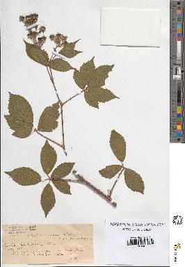 spécimen de Rubus silvaticus