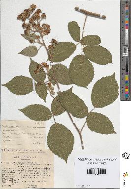 spécimen de Rubus silvaticus