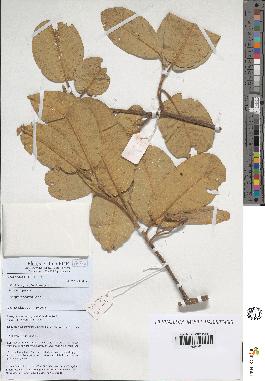 spécimen de Anisoptera costata