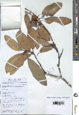 spécimen de Quercus sp.