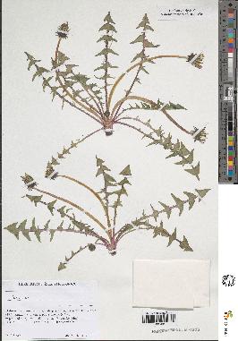 spécimen de Taraxacum sp.