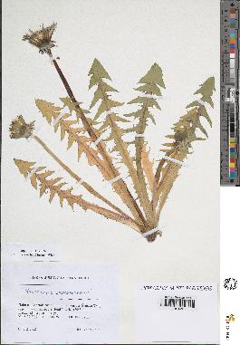 spécimen de Taraxacum sp.