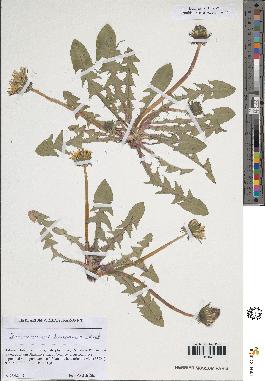 spécimen de Taraxacum sp.