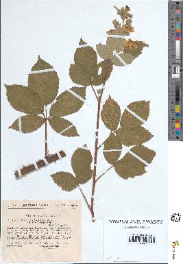spécimen de Rubus thyrsoideus