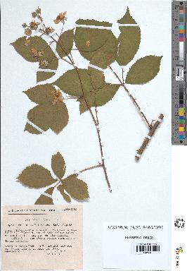 spécimen de Rubus rhombifolius