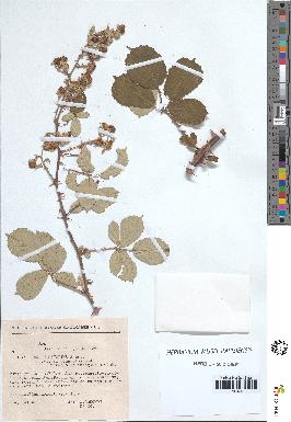 spécimen de Rubus ulmifolius