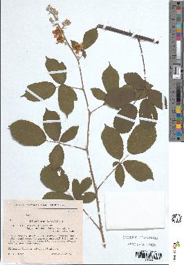 spécimen de Rubus ulmifolius