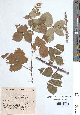 spécimen de Rubus ulmifolius